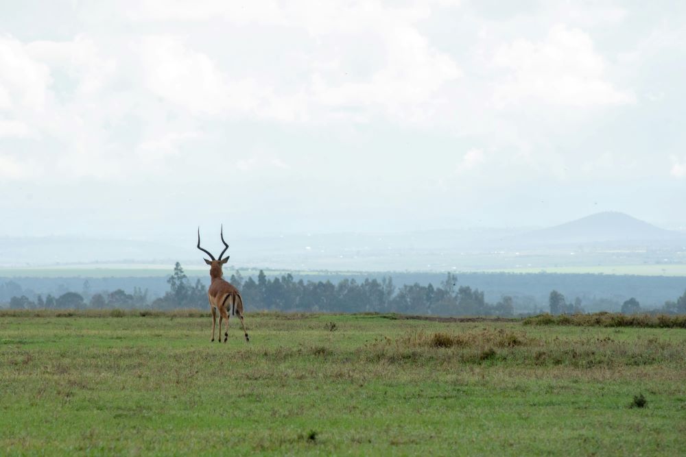 Laikipia