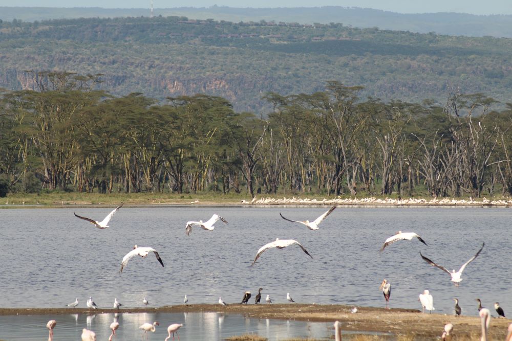 Rift Valley Lakes