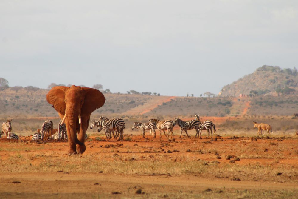 Tsavo