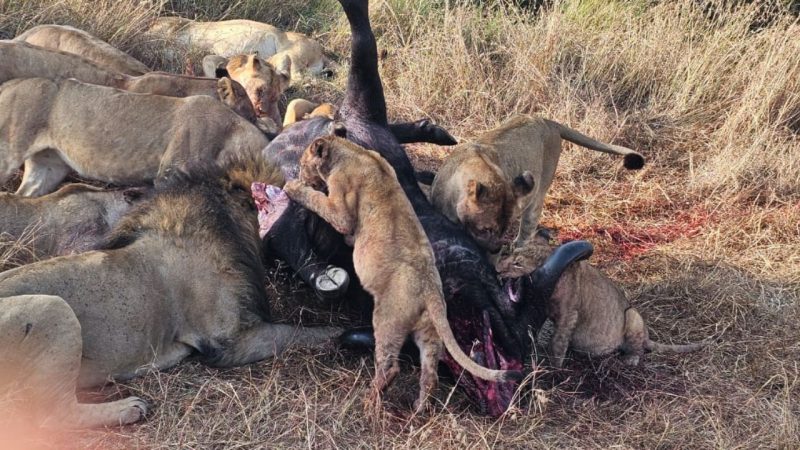 Kenya Safari Guide for First-Time Travelers: Discover the Magic of Africa