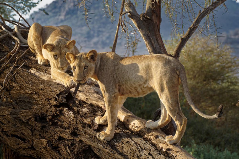 Kenya – 10-day Kenya Exclusive Sky Safari – Tailored Fly-in