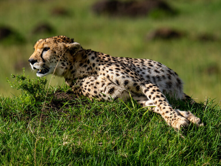 Kenya – 7-day Mara, Lakes & Amboseli Classic Safari – Tailored Driven