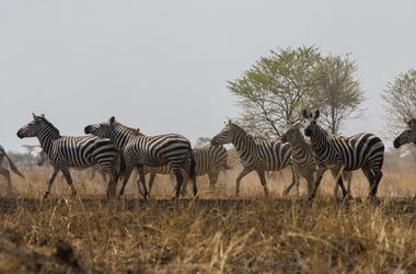Tanzania – 4-day Serengeti Safari with Kaskaz Mara Camp – Tailored Fly-in