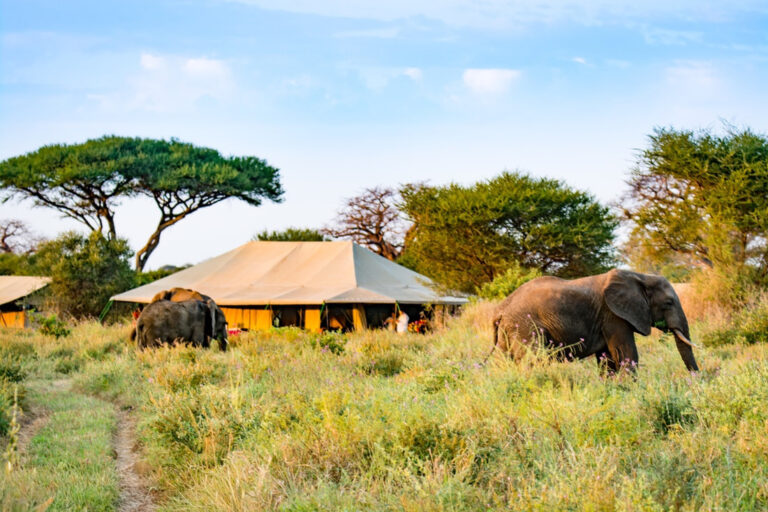 Tanzania – 7-day On the Wild Side Safari – Group Camping