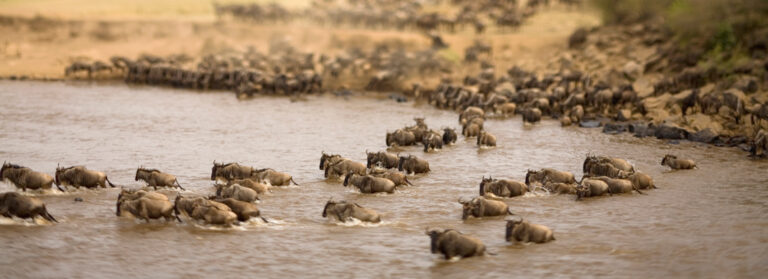 Tanzania & Kenya – 15-day Migration Discoverer – Group Accommodated