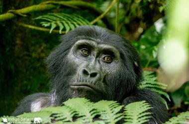 Rwanda & Uganda – 9-day Low-Key Pearl of Africa Safari – Tailored Driven